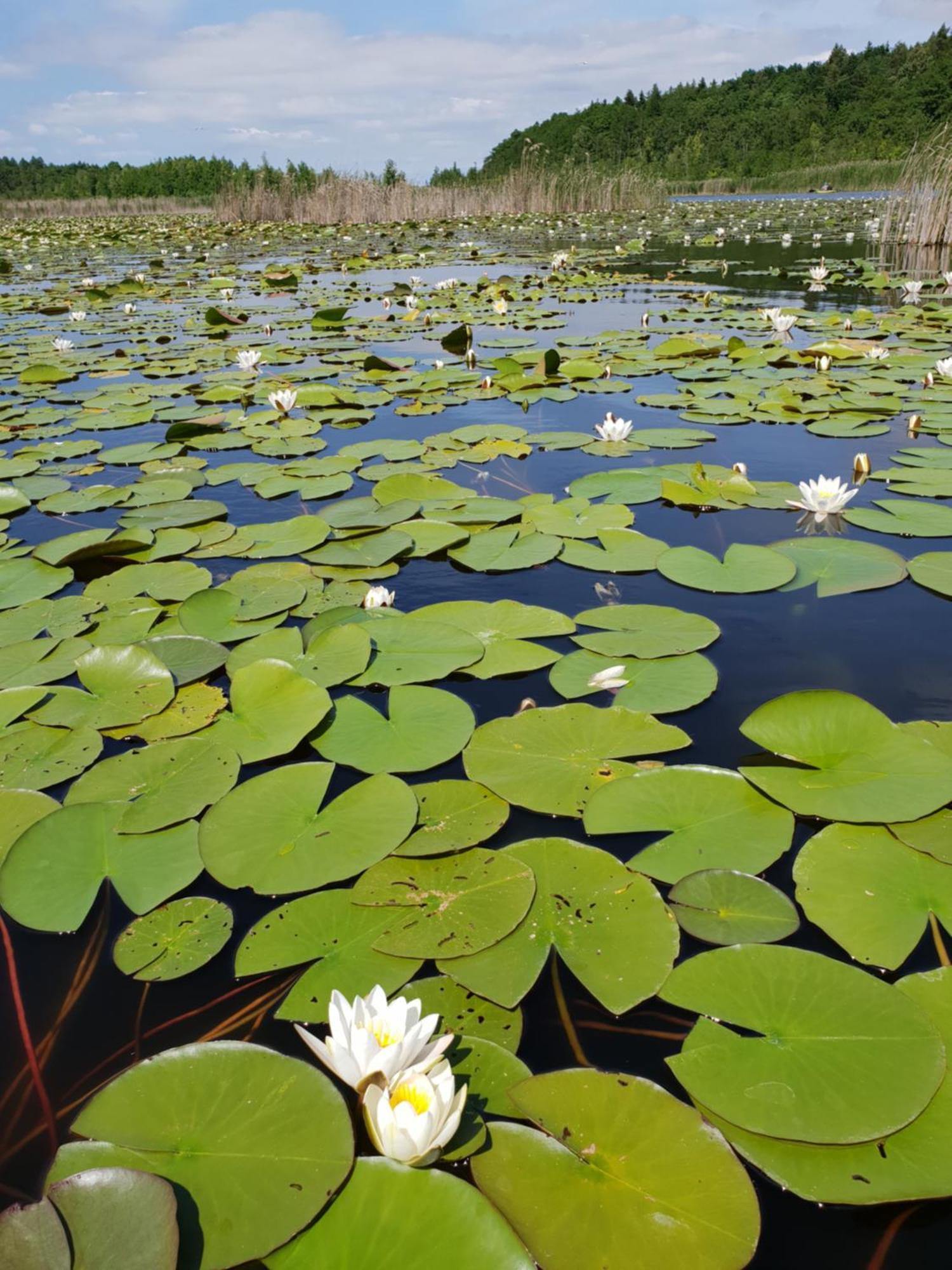 Ferienwohnung Peetsch Am See Mirow Buitenkant foto